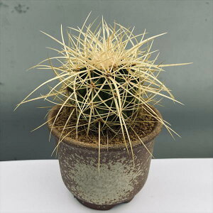 サボテン:エキノカクタス 金鯱 瀬戸焼鉢* 棘トゲ 丸鉢 和 陶器鉢