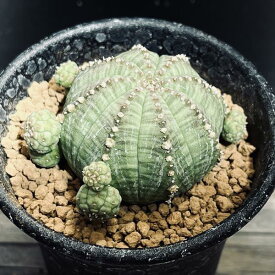 多肉植物：ユーフォルビア　子吹きシンメトリカ*幅5cm