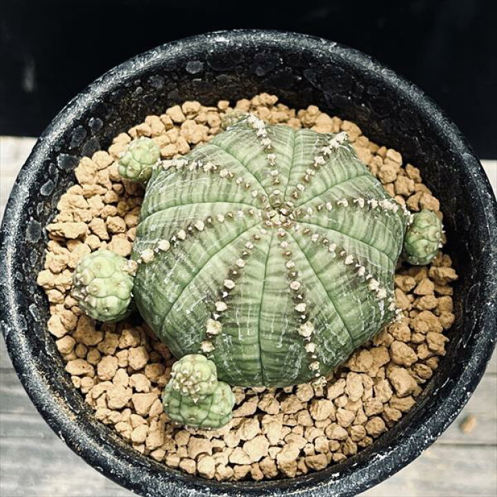 楽天市場】多肉植物：ユーフォルビア 子吹きシンメトリカ*幅5cm : 遊恵 