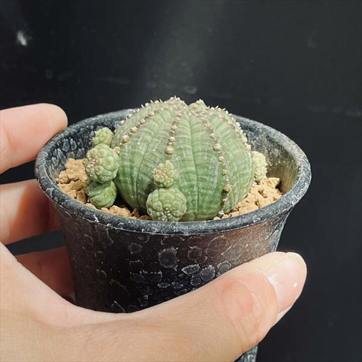 楽天市場】多肉植物：ユーフォルビア 子吹きシンメトリカ*幅5cm : 遊恵 