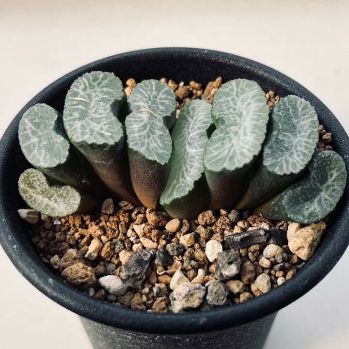 楽天市場】多肉植物：ハオルチア 玉扇 塚原氏実生A*幅6.5cm : 遊恵 