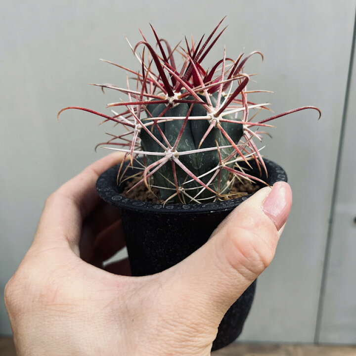 楽天市場】サボテン：フェロカクタス 赤刺金冠竜*幅3cm ☆赤松実生 