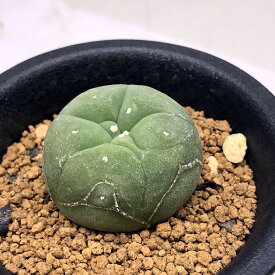 楽天市場 ロフォフォラの通販