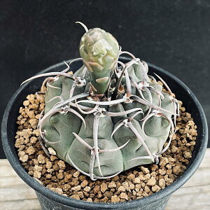 T{eFMmJLE@hobe[@*6cm