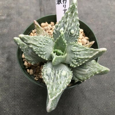 楽天市場 多肉植物 フォーカリア荒波 幅７cm 遊恵盆栽 楽天市場店