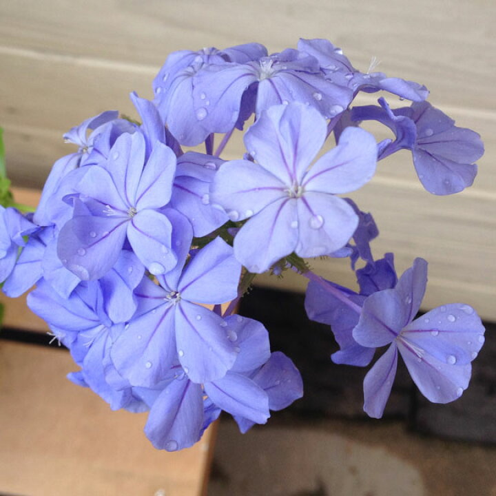 楽天市場 観葉植物 ルリマツリ 瑠璃茉莉 プルンバーゴ ブルー ホワイト 5号 遊恵盆栽 楽天市場店
