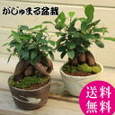 【即日出荷可!】【父の日ギフト】がじゅまるインテリア盆栽: ガジュマル(多幸の樹)【瀬戸焼鉢】*【送料無料】