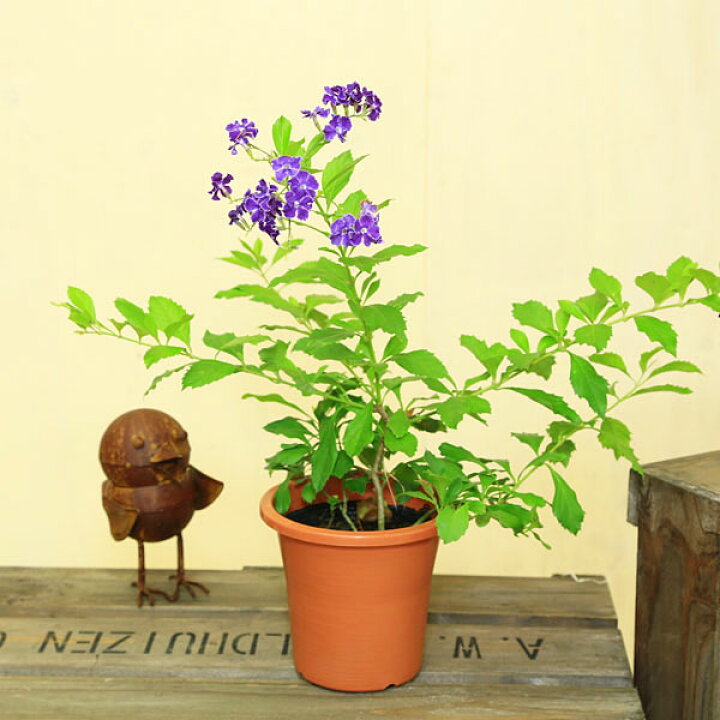 楽天市場 観葉植物 鉢花 デュランタ 宝塚 4号 遊恵盆栽 楽天市場店