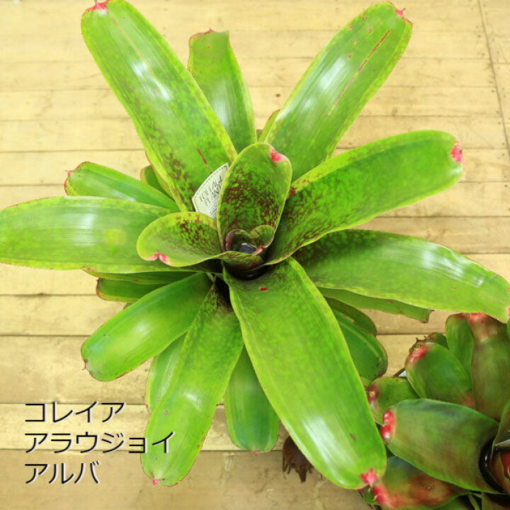 楽天市場 希少植物 観葉植物 ブロメリア ネオレゲリア 品種選べます 受皿付 遊恵盆栽 楽天市場店