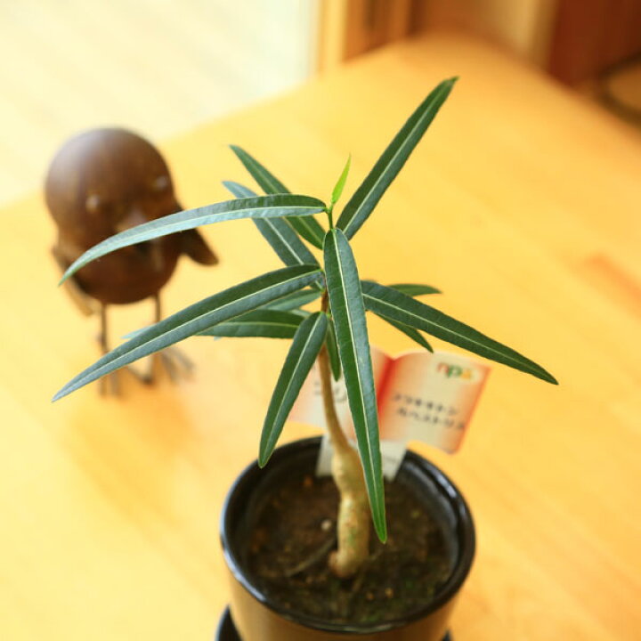 楽天市場 観葉植物 希少品種 ブラキキトン ボトルツリー ブルックラウンド 受け皿付 ブラック 遊恵盆栽 楽天市場店 楽天市場 観葉植物 希少品種 ブラキキトン ボトルツリー ブルックラウンド 受け皿付 ブラック 遊恵盆栽 楽天市場店