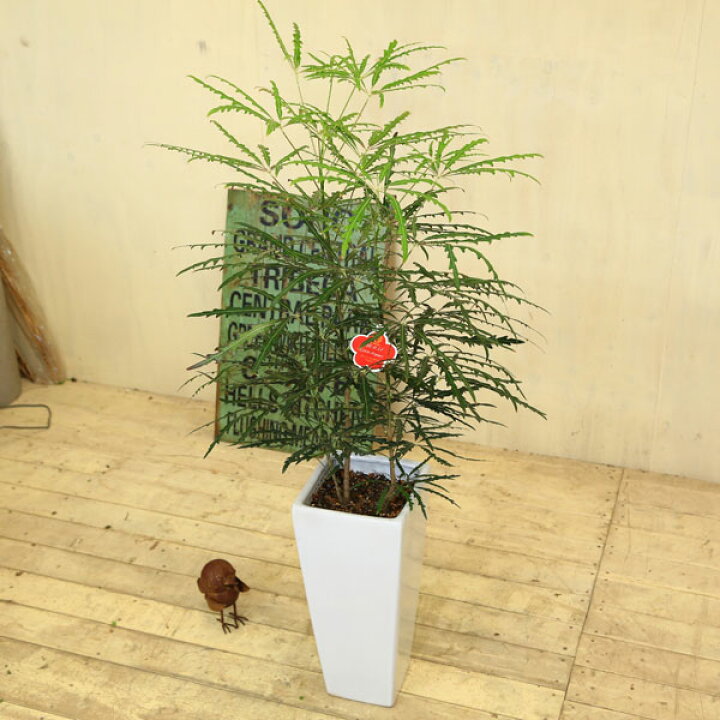 楽天市場 観葉植物 アラレア あられあ Mse陶器鉢 遊恵盆栽 楽天市場店