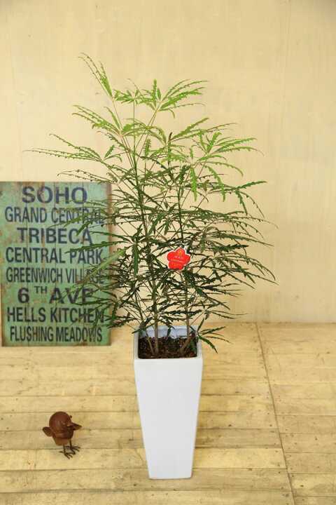 楽天市場 観葉植物 アラレア あられあ Mse陶器鉢 遊恵盆栽 楽天市場店