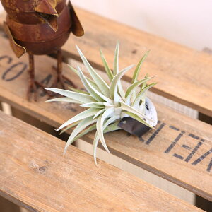 �ϗt�A���F�`�����W�A�@�n���V�[L*�G�A�[�v�����c