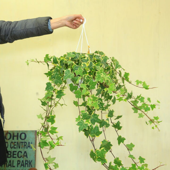 楽天市場 観葉植物 アイビー ヘデラ吊り鉢 品種選べます 遊恵盆栽 楽天市場店