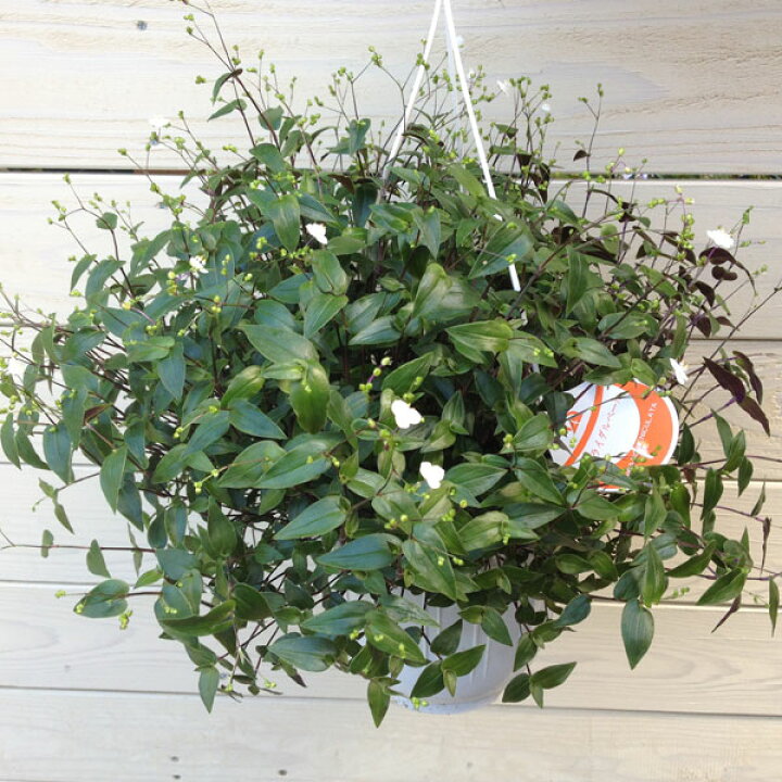 楽天市場 観葉植物 鉢花 吊り鉢 ブライダルベール 6号 遊恵盆栽 楽天市場店 楽天市場 観葉植物 鉢花 吊り鉢 ブライダルベール 6号 遊恵盆栽 楽天市場店