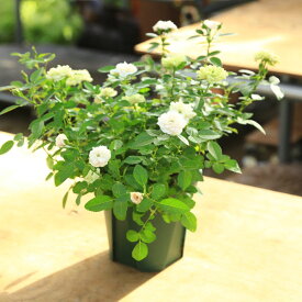 おしゃれ　鉢花：つる性ミニバラ グリーンアイス*5号プラポット　観葉植物