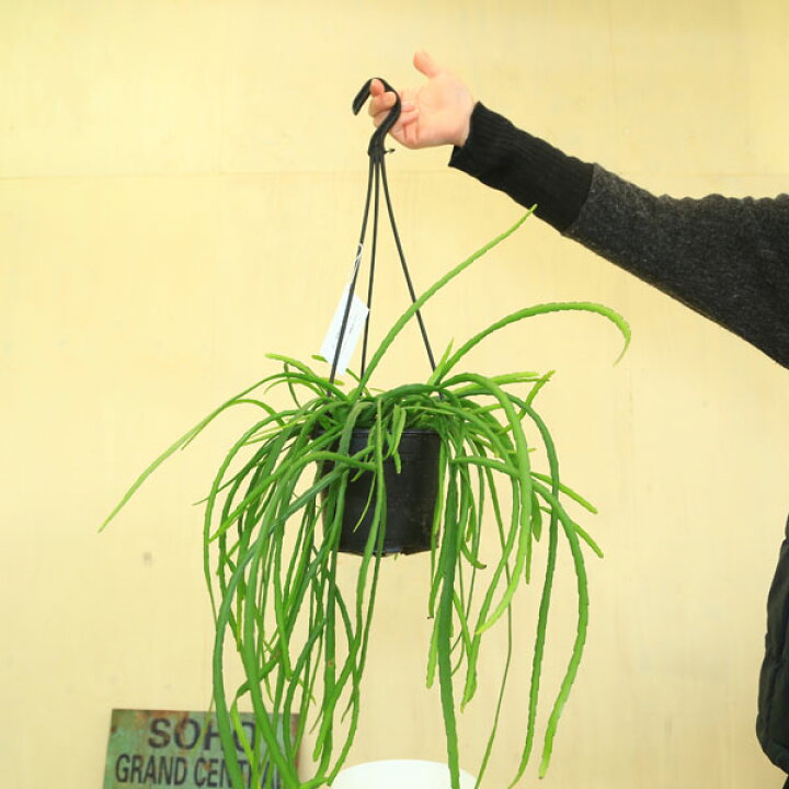 楽天市場】観葉植物：レピスミウム・ボリビアナム*吊り鉢 白ポット付き 