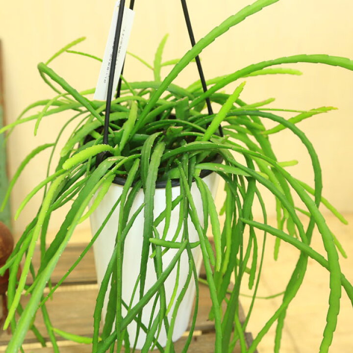 楽天市場】観葉植物：レピスミウム・ボリビアナム*吊り鉢 白ポット付き 