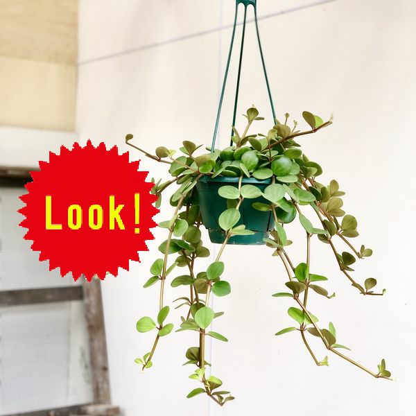 新入荷 流行 丸い葉っぱが可愛い植物です 観葉植物 ペペロミア ホープ 吊り鉢