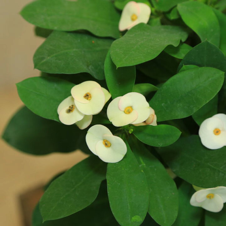 楽天市場 多肉植物 大輪花キリン シャインキッス ユーフォルビア ハナキリン5号 花麒麟 遊恵盆栽 楽天市場店 楽天市場 多肉植物 大輪花キリン シャインキッス ユーフォルビア ハナキリン5号 花麒麟 遊恵盆栽 楽天市場店