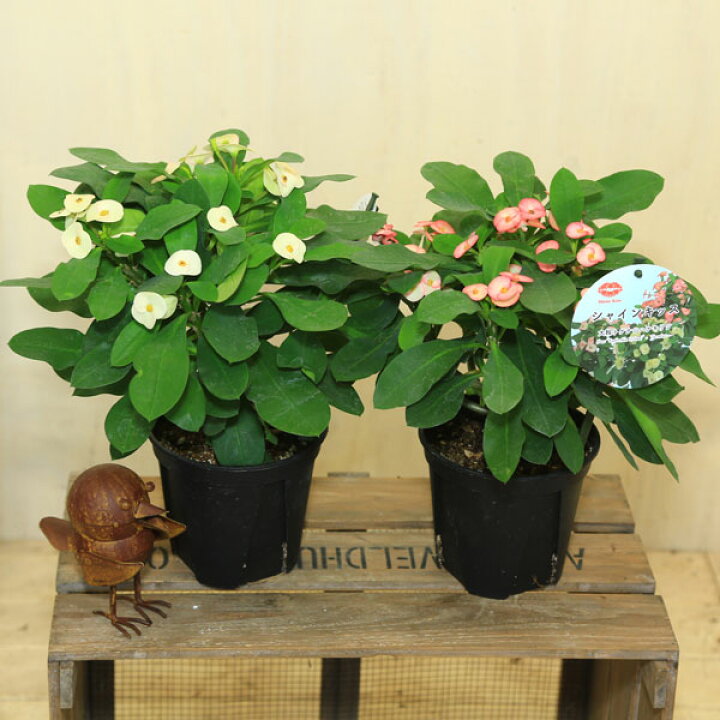 楽天市場 多肉植物 大輪花キリン シャインキッス ユーフォルビア ハナキリン５号 花麒麟 遊恵盆栽 楽天市場店