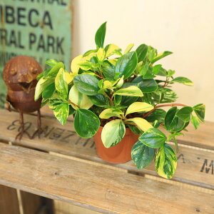 観葉植物 ペペロミア 観葉植物の人気商品 通販 価格比較 価格 Com