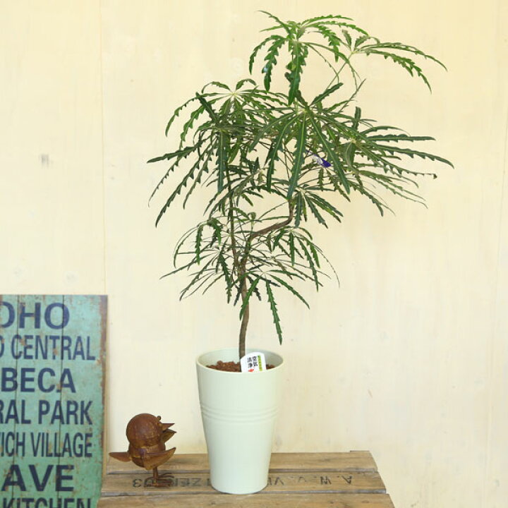 楽天市場 観葉植物 グリーン アラレア プラポット 遊恵盆栽 楽天市場店