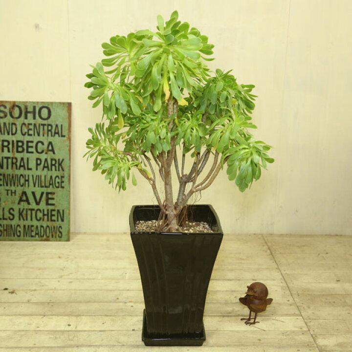 楽天市場】観葉植物 多肉植物：アエオニウム サンシモン カナリ 