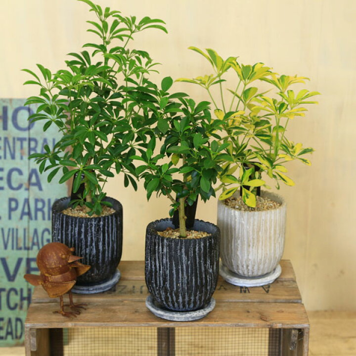 楽天市場 観葉植物 選べる観葉植物 フィカスナナ シェフレラ Mm陶器鉢 受皿付 遊恵盆栽 楽天市場店 楽天市場 観葉植物 選べる観葉植物 フィカスナナ シェフレラ Mm陶器鉢 受皿付 遊恵盆栽 楽天市場店
