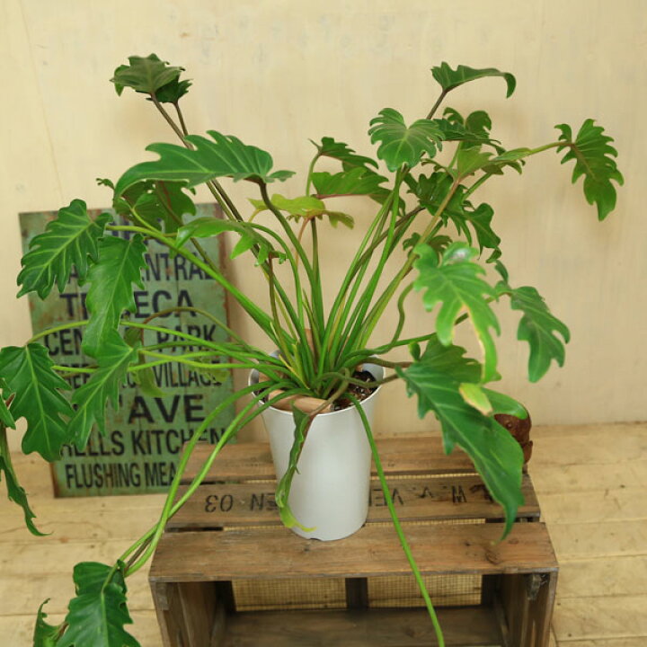 楽天市場 観葉植物 クッカバラ プラポット 遊恵盆栽 楽天市場店 楽天市場 観葉植物 クッカバラ プラポット 遊恵盆栽 楽天市場店