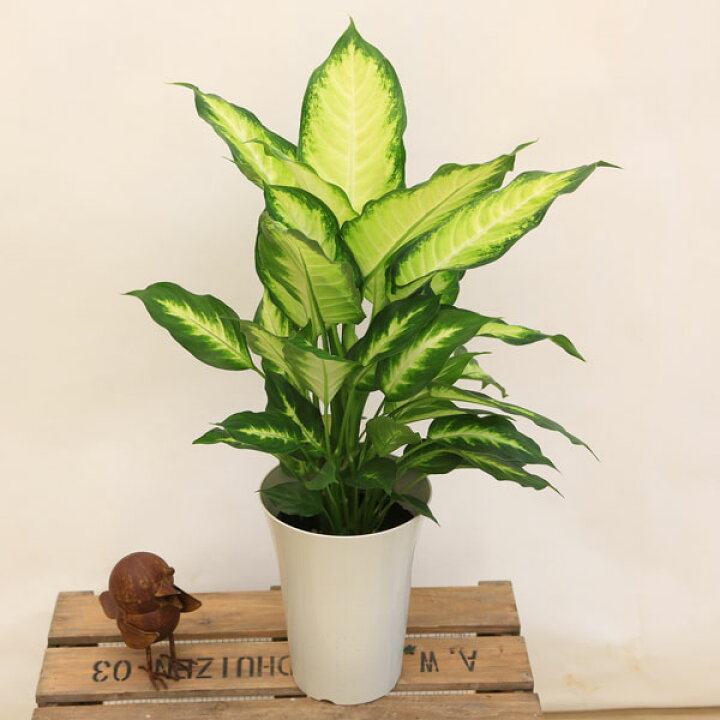 楽天市場 観葉植物 ディフェンバキア カミーラ 遊恵盆栽 楽天市場店