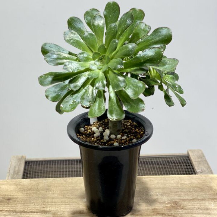 1080円 モデル着用 注目アイテム おしゃれ 観葉植物 多肉植物 アエオニウム 黒法師 白丸