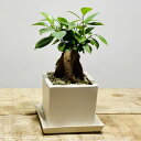 がじゅまる　観葉植物：ガジュマル*キューブ陶器鉢　受け皿付
