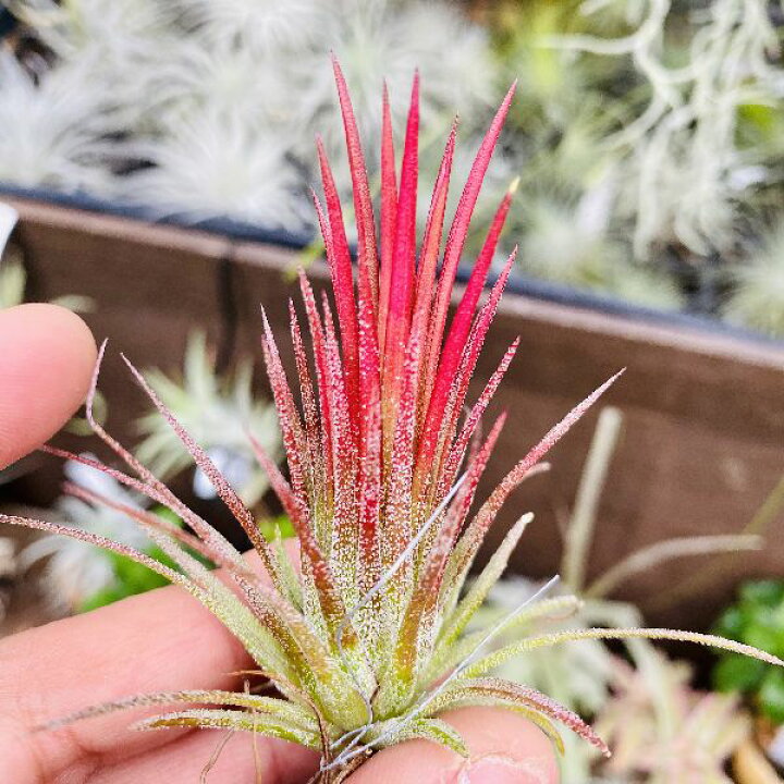 チランドシア イオナンタ フエゴ 赤い花を咲かせる不思議な形の植物 吊り下げタイプ