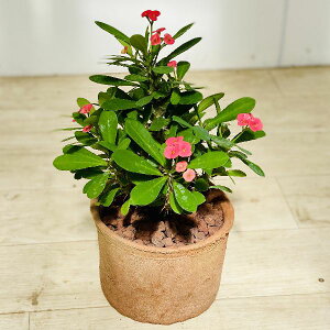 観葉植物 ハナキリンの通販 価格比較 価格 Com 観葉植物 ハナキリンの通販 価格比較 価格 Com