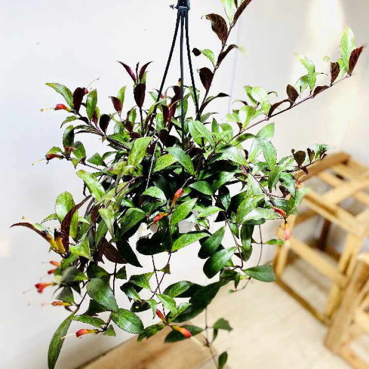 楽天市場 おしゃれ 観葉植物 エスキナンサス ブラックパゴダ 5号 吊り鉢 遊恵盆栽 楽天市場店