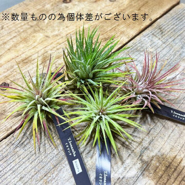 楽天市場 おしゃれ 観葉植物 エアープランツ チランジア イオナンタ ルブラ 遊恵盆栽 楽天市場店