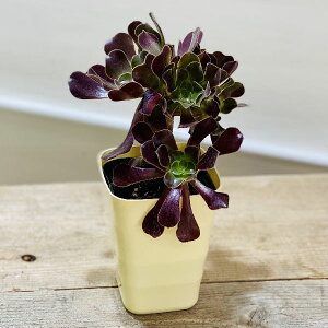 @ϗtAFAGIjE@JV~AoCIbg.*v|bg@3.5@xA