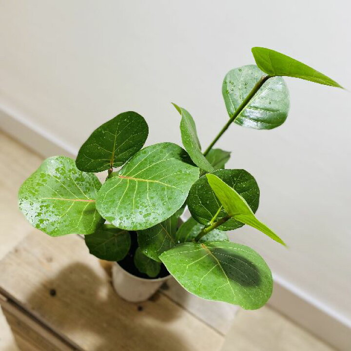 楽天市場 おしゃれ 観葉植物 シーグレープ ハマベブドウ ココロバ プラポット 遊恵盆栽 楽天市場店 楽天市場 おしゃれ 観葉植物 シーグレープ ハマベブドウ ココロバ プラポット 遊恵盆栽 楽天市場店