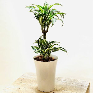 種 ドラセナ 観葉植物の人気商品 通販 価格比較 価格 Com