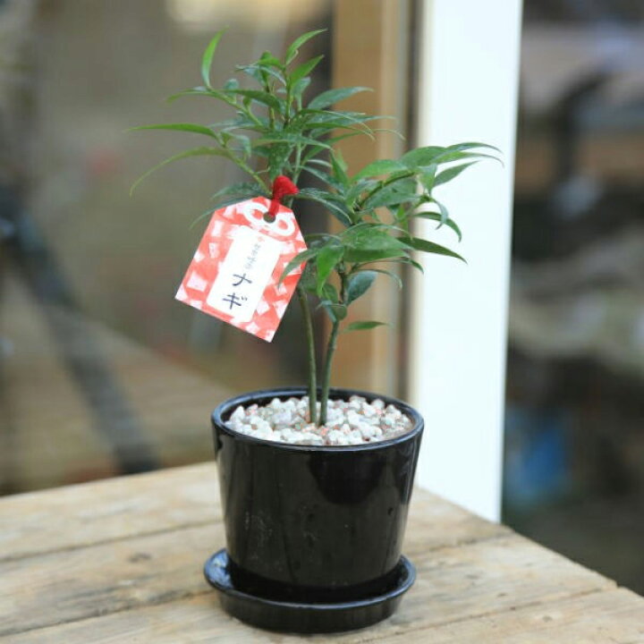 楽天市場 観葉植物 梛 ナギ なぎ ご神木ブルックラウンド 受け皿付 白ゼオライト Bonsai 遊恵盆栽 楽天市場店