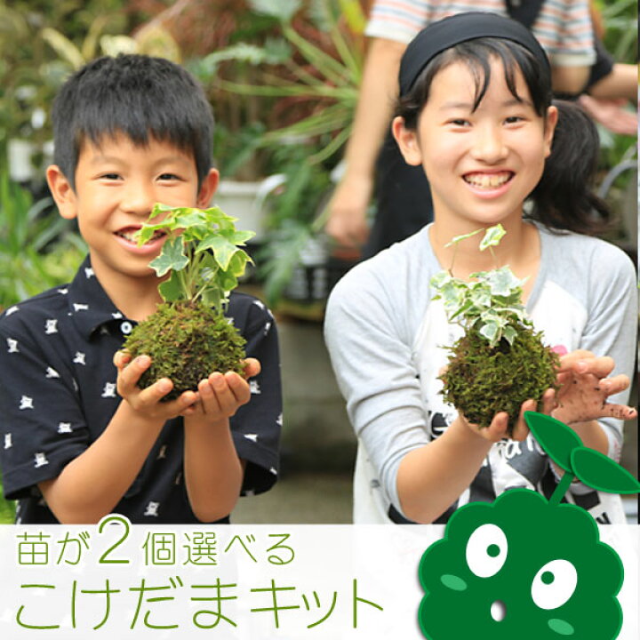 楽天市場 即日出荷 大人も子供も泥んこ遊び夏休み自由研究 苔玉 こけだま キット 選べる苗2ポット 作り方説明書付き 送料無料 遊恵盆栽 楽天市場店