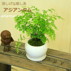 鉢色選べます 観葉植物：アジアンタム*モダン陶器鉢14cm（受け皿付）苔付き