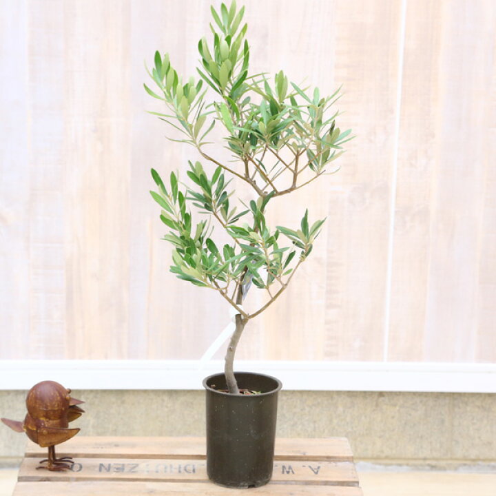 楽天市場 観葉植物 Souju 創樹 ブランド オリーブの木 4号 シプレッシーノ 遊恵盆栽 楽天市場店
