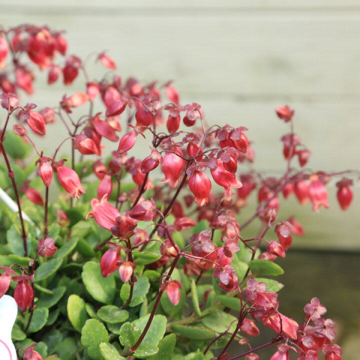 楽天市場 観葉植物 カランコエ エンゼルランプ シャンデリア吊り鉢 開花終了しました 遊恵盆栽 楽天市場店