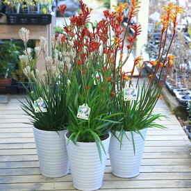 楽天市場 カンガルーポー 花 観葉植物 花 ガーデン Diy の通販