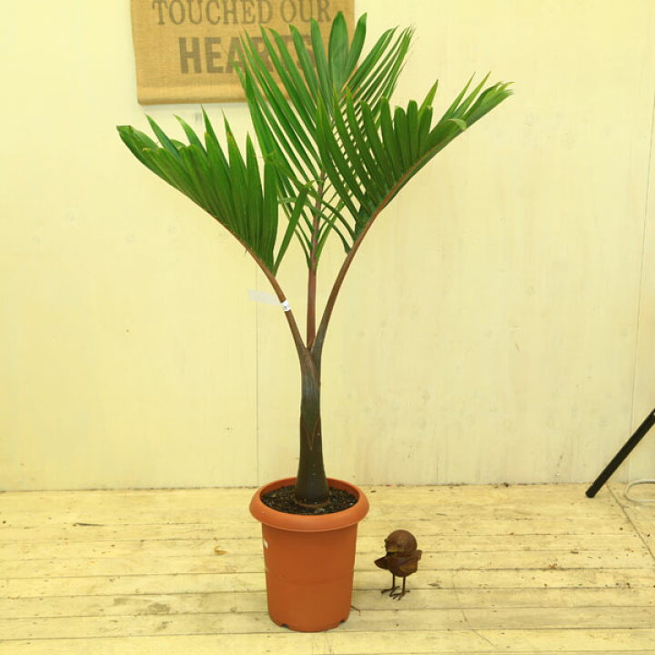 楽天市場】希少品種 観葉植物：トックリヤシ(徳利椰子)*大型ヤマト便 