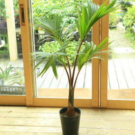楽天市場 ハワイ 観葉植物 花 観葉植物 花 ガーデン Diyの通販 楽天市場 ハワイ 観葉植物 花 観葉植物 花 ガーデン Diyの通販