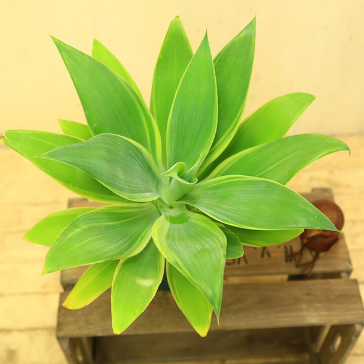 楽天市場】観葉植物：アガベ アテナータ*多肉植物 : 遊恵盆栽 楽天市場店