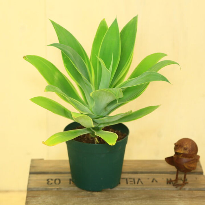 楽天市場】観葉植物：アガベ アテナータ*多肉植物 : 遊恵盆栽 楽天市場店